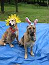 01_0006.JPG: Eeyore's Birthday 2004:  Eeyores dogs with headbands