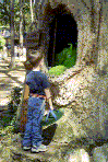 looking for a dragon