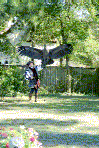 condor 2