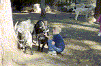 pigmy goats